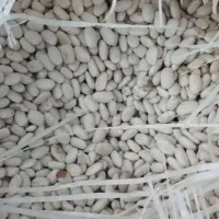 لوبیا سفید بوجاری لرستان