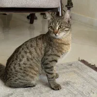 واگذاری بانی خانم چشم‌تیله ای