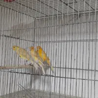 قناری ابلغ وزیتونی|پرنده|داراب, |دیوار