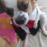 سگ گوم شده|حیوانات|شهرضا, |دیوار