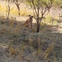 واگذاری توله ماده ۶ ماهه سرابی|سگ|اسدآباد, |دیوار