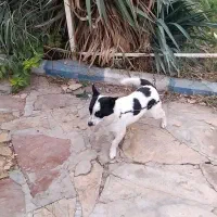 سگ پاکوتا ماده|سگ|محمدشهر, عباس آباد|دیوار