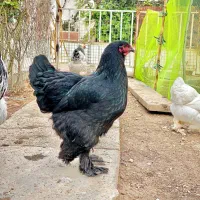 مرغ و خروس برهما بلک