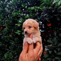 پودل مینیاتوری