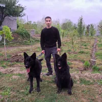 مربی سگ / آموزش سگ / تربیت سگ