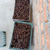آلوچه‌ خورشتی بسیار شیرین و شسته شده و ارگانیک