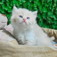 تولهوهای مینی گربه|گربه|قشم, |دیوار