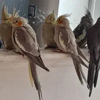 عروس هلندی و مرغ عشق