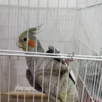 عروس هلندی نر و ماده|پرنده|رشت, پیرکلاچای|دیوار