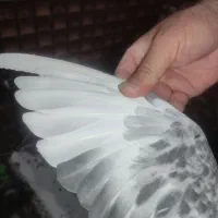 نر بدرنگ پلنگ|پرنده|زرند, |دیوار