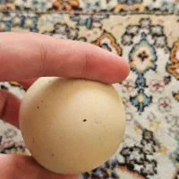 سنگ الماس اسیاب|کلکسیون اشیاء عتیقه|تهران, جوادیه تهرانپارس|دیوار