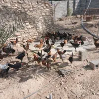 تخم مرغ محلی نطفه دار|حیوانات مزرعه|کازرون, |دیوار