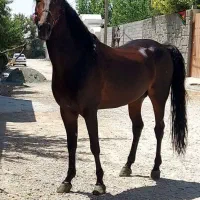 اسب کره سهراب جعفری