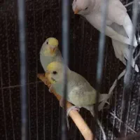 جوجه مرغ عشق