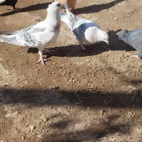 کفتر|پرنده|رفسنجان, |دیوار