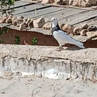 پرنده|پرنده|آبدانان, |دیوار