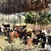 گوسفندپاکستانی
