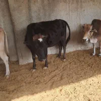 گاو|حیوانات مزرعه|هشتگرد, تهران دشت|دیوار