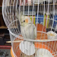 عروس هلندی1ساله