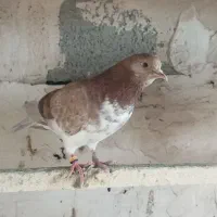 کبوتر تضمینی
