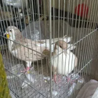 بلوار امام خمینی مجتمع رز