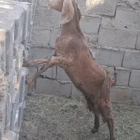 دوزدیده شدن|حیوانات|گنبکی, |دیوار