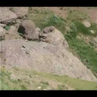 مرزه کوهی