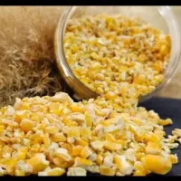 دان اردک گندم غاز