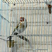 سهره جفتی