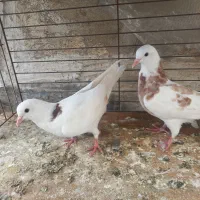 کفتر.یجفت جوجه باهم ۸۰۰تومن