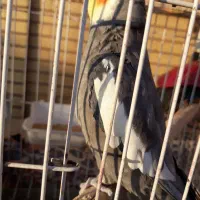 عروس هلندی نر|پرنده|اهواز, بهارستان|دیوار