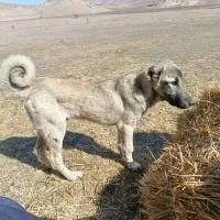 سگ توله سرابی