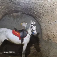 اسب مادیون کرد