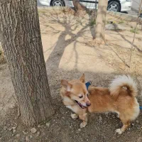 واگذاری سگ|سگ|تهران, وحیدیه|دیوار