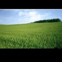 10هزار متر زمین دارای ۶۰۰۰ مترمجوز گلخانه