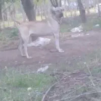 سگ گوسفند|سگ|فیرورق, |دیوار