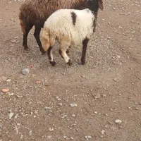 میش بره افشار جوان