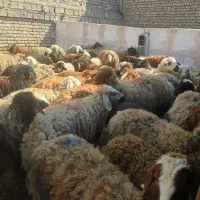 گوسفند// زنده درسراسرتهران شمال جنوب غرب شرق|حیوانات مزرعه|تهران, هاشمآباد (شهرری)|دیوار