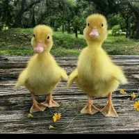 پخش عمده جوجه رنگی و محلی گلپایگان و اردک در فارس