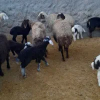 میش و بره|حیوانات مزرعه|زاغه, |دیوار