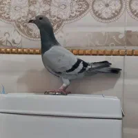 پلاکی ماده|پرنده|بروجرد, |دیوار