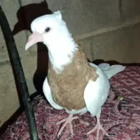 جوجه اشعل. طوقی قهوی دم سفید اتیقه هرسه جوجه|پرنده|لالی, |دیوار