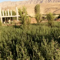 فروش باغ گردو|فروش خانه و ویلا|الشتر, |دیوار