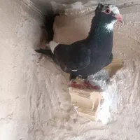 کفتر پلنگ. کرمانی