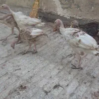 بوقلمون ۴ ماهه کاملا بومی زیر پای بوقلمون بودن|حیوانات مزرعه|مبارکه, |دیوار