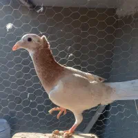 کاکلی سار پولکی چپ