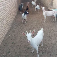 بز وچپیش