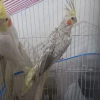 فروش عروس هلندی جفت نر و ماده