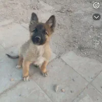 سگ ژرمن
