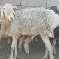 فروش قوچ چینی